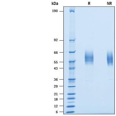 2 μg/lane of Biotinylated Recombinant Human SIRP alpha /CD172a His-tag Avi-tag (Catalog # AVI9378) was resolved with SDS-PAGE under reducing (R) and non-reducing (NR) conditions and visualized by Coomassie® Blue staining, showing bands at 49-62 kDa.