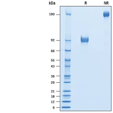 SDS-Page SIRP beta 1/CD172b [Unconjugated]