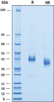 SDS-Page SIRP gamma/CD172g [Unconjugated]
