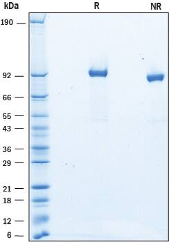 SDS-Page SLITRK4 [Unconjugated]