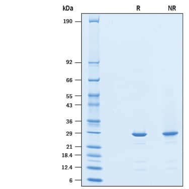 2 μg/lane of Recombinant Human SPR His-tag was resolved with SDS-PAGE under reducing (R) and non-reducing (NR) conditions and visualized by Coomassie® Blue staining, showing a band at 28 kDa under reducing conditions.