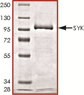 SDS-Page SYK [Unconjugated]