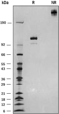 SDS-Page Semaphorin 3F [Unconjugated]
