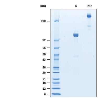 SDS-Page Semaphorin 4B [Unconjugated]