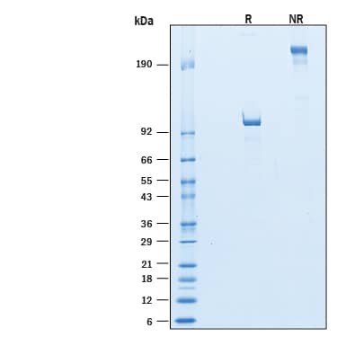 SDS-Page Semaphorin 4F [Unconjugated]