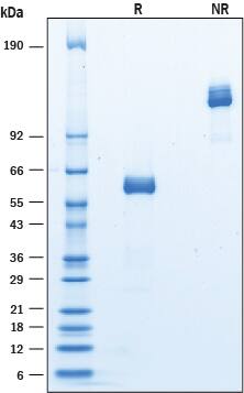 SDS-Page Siglec-15 [Unconjugated]