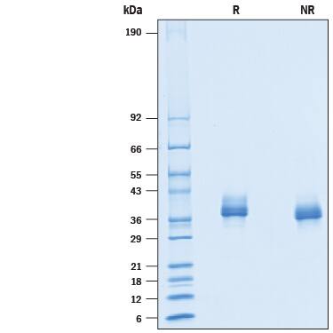 SDS-Page Siglec-15 [Unconjugated]