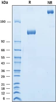 2 μg/lane of Recombinant Cynomolgus Monkey Siglec‑2/CD22 Fc Chimera was resolved with SDS-PAGE under reducing (R) and non-reducing (NR) conditions and visualized by Coomassie® Blue staining, showing bands at 115-134 kDa and 230-270 kDa, respectively.