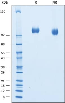 2 μg/lane of Recombinant Cynomolgus Monkey Siglec‑2 was resolved with SDS-PAGE under reducing (R) and non-reducing (NR) conditions and visualized by Coomassie® Blue staining, showing bands at ~110 kDa.