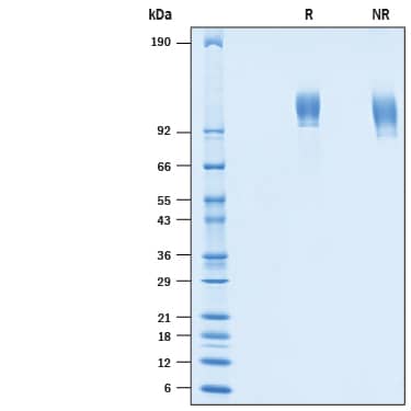 SDS-Page Siglec-2/CD22 [Biotin]