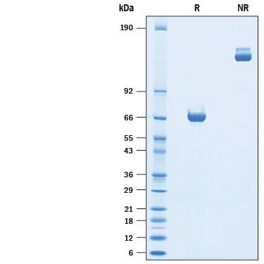 2 μg/lane of Recombinant Mouse Siglec-3/CD33 Fc Chimera (Catalog # 10102-SL) was resolved with SDS-PAGE under reducing (R) and non-reducing (NR) conditions and visualized by Coomassie® Blue staining, showing bands at 55-75 kDa and 110-150 kDa, respectively.