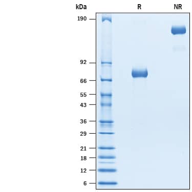 SDS-Page Siglec-3/CD33 [Biotin]