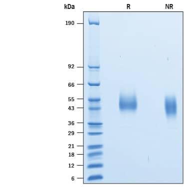 2 μg/lane of Biotinylated Recombinant Human Siglec-3/CD33 His-tag Avi-tag (Catalog # AVI1137) was resolved with SDS-PAGE under reducing (R) and non-reducing (NR) conditions and visualized by Coomassie® Blue staining, showing bands at 45-52 kDa.