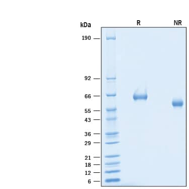 SDS-Page Siglec-F [Unconjugated]