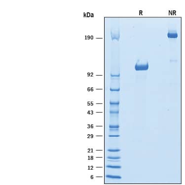 2 μg/lane of Recombinant Mouse Siglec-G Fc Chimera (Catalog # 10103-SL) was resolved with SDS-PAGE under reducing (R) and non-reducing (NR) conditions and visualized by Coomassie® Blue staining, showing bands at 102-114 kDa and 205- 230 kDa, respectively.