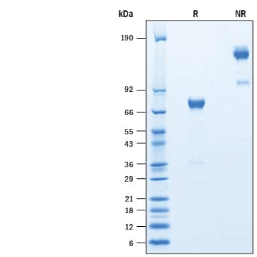 2 μg/lane of Recombinant Mouse Siglec-H Fc Chimera (Catalog # 10264-SH) was resolved with SDS-PAGE under reducing (R) and non-reducing (NR) conditions and visualized by Coomassie®Blue staining, showing bands at 71-81 kDa and 140-160 kDa, respectively.