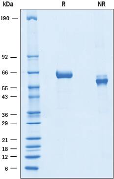 SDS-Page Slit1 [Unconjugated]