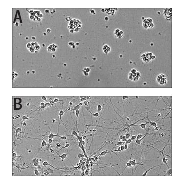 Bioactivity Slit3 [Unconjugated]