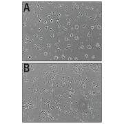 Bioactivity Slit3 [Unconjugated]