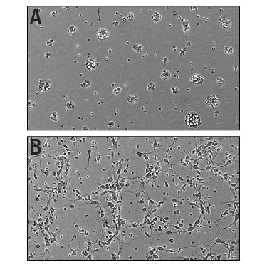 Bioactivity Slit3 [Unconjugated]
