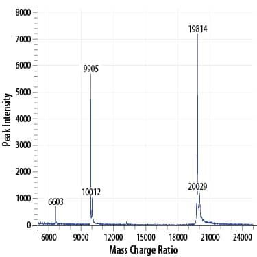MALDI-TOF analysis of Recombinant Human Sonic Hedgehog/Shh (C24II), N-Terminus. The major peak corresponds to the calculated molecular mass, 19814 Da. The minor peak at 20029 is a matrix-associated artifact of the MALDI-TOF.