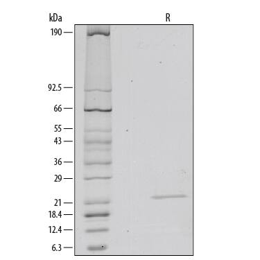 1 μg/lane of Recombinant Human Sonic Hedgehog/Shh (C24II), N-Terminus was resolved with SDS-PAGE under reducing (R) conditions and visualized by silver staining, showing a single band at 22 kDa.