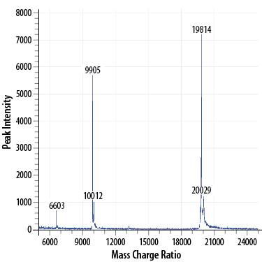 MALDI-TOF analysis of Recombinant Human Sonic Hedgehog/Shh (C24II), N-Terminus. The major peak corresponds to the calculated molecular mass, 19814 Da. The minor peak at 20029 is a matrix-associated artifact of the MALDI-TOF.