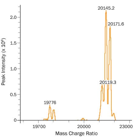 LC/ESI-MS analysis of Recombinant Human (rh)SHH Protein, High Activity shows major peaks at 20119.3, 20145.2, and 20171.6 Da, suggesting that recombinant human SHH molecules are dual-modified with cholesterol at C-terminus, and fatty acids (lauric acid, myristic acid, and palmitic acid) at the N-terminus. The minor peaks at 19776 Da corresponds to rhSHH with only fatty acid modification.