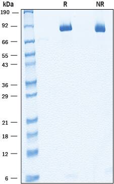2 μg/lane of Recombinant Human SorLA was resolved with SDS-PAGE under reducing (R) and non-reducing (NR) conditions and visualized by Coomassie® Blue staining, showing bands 85 - 99 kDa.