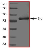 The approximate molecular weight is 83 kDa and the purity is > 95%.