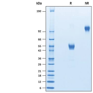2 μg/lane of Recombinant Human CD3 delta/CD3d Fc Chimera (Catalog # 10280-TC) was resolved with SDS-PAGE under reducing (R) and non-reducing (NR) conditions and visualized by Coomassie® Blue staining, showing bands at 45-55 kDa and 90-110 kDa, respectively.