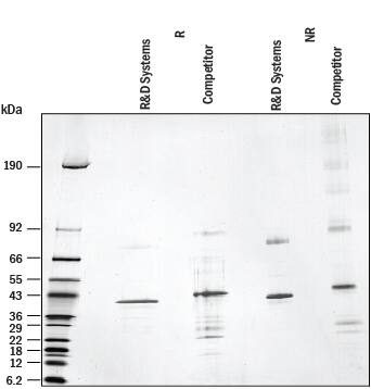 1 μg/lane of Recombinant Human TDO2 (Catalog # 9768-TD) and 1 μg/lane of competitor Human TDO2 was resolved with 4‑20% SDS-PAGE under reducing (R) and non-reducing (NR) conditions and visualized by silver staining.