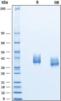 SDS-Page TEM8/ANTXR1 [Unconjugated]