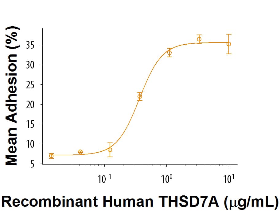 Immobilized Recombinant Human THSD7A (Catalog # 9524-TH) supports the adhesion of SVEC4‑10 mouse vascular endothelial cells. The ED50 for this effect is 0.1-0.6 μg/mL.