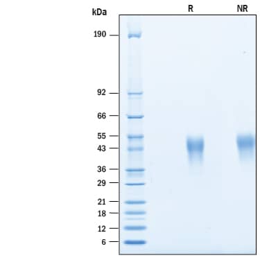 2 μg/lane of Recombinant Human TIM-3 His-tag Avi-tag (Catalog # AVI10241) was resolved with SDS-PAGE under reducing (R) and non-reducing (NR) conditions and visualized by Coomassie® Blue staining, showing bands at 37-50 kDa.