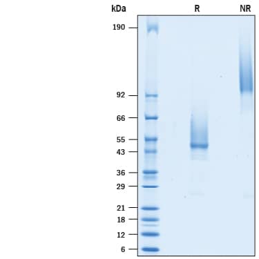 2 μg/lane of Recombinant Mouse TMEM119 Fc Chimera (Catalog # 10434-TM) was resolved with SDS-PAGE under reducing (R) and non-reducing (NR) conditions and visualized by Coomassie® Blue staining, showing bands at 37-60 kDa and 70-120 kDa, respectively.