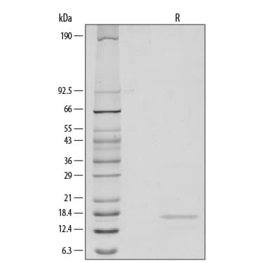 1 µg/lane of Recombinant Human TNF-alpha  was resolved by SDS-PAGE with silver staining, under reducing (R) conditions, showing a band at 17 kDa.