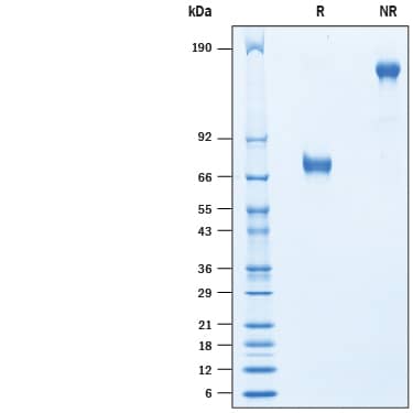 2 μg/lane of Recombinant Cynomolgus Monkey TNF RII/TNFRSF1B Fc Chimera (Catalog # 10377-TR) was resolved with SDS-PAGE under reducing (R) and non-reducing (NR) conditions and visualized by Coomassie® Blue staining, showing bands at 68-80 kDa and 136-160 kDa, respectively.