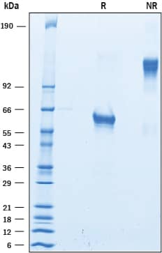 2 μg/lane of Recombinant Cynomolgus Monkey TNF RI/TNFRSF1A was resolved with SDS-PAGE under reducing (R) and non-reducing (NR) conditions and visualized by Coomassie® Blue staining, showing bands at 55-66 kDa and 110-130 kDa, respectively.