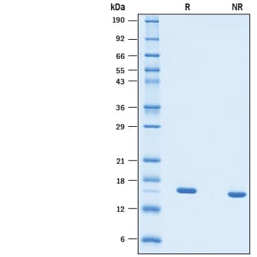 2 μg/lane of Recombinant Human TNF-alpha (HEK293-expressed) (Catalog # 10291-TA) was resolved with SDS-PAGE under reducing (R) and non-reducing (NR) conditions and visualized by Coomassie® Blue staining, showing bands at 14-18 kDa.