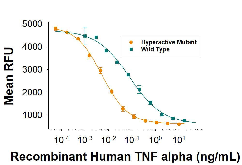 Recombinant Human TNF-alpha Hyperactive Mutant (Catalog # 8599-TA/CF) induces cytotoxicity in the L-929 mouse fibroblast cell line in the presence of the metabolic inhibitor actinomycin D. The ED50 for this effect is 2.5-12.5 pg/mL. This is an approximate 10-fold activity increase over the wild-type TNF-alpha (Catalog # 210-TA).