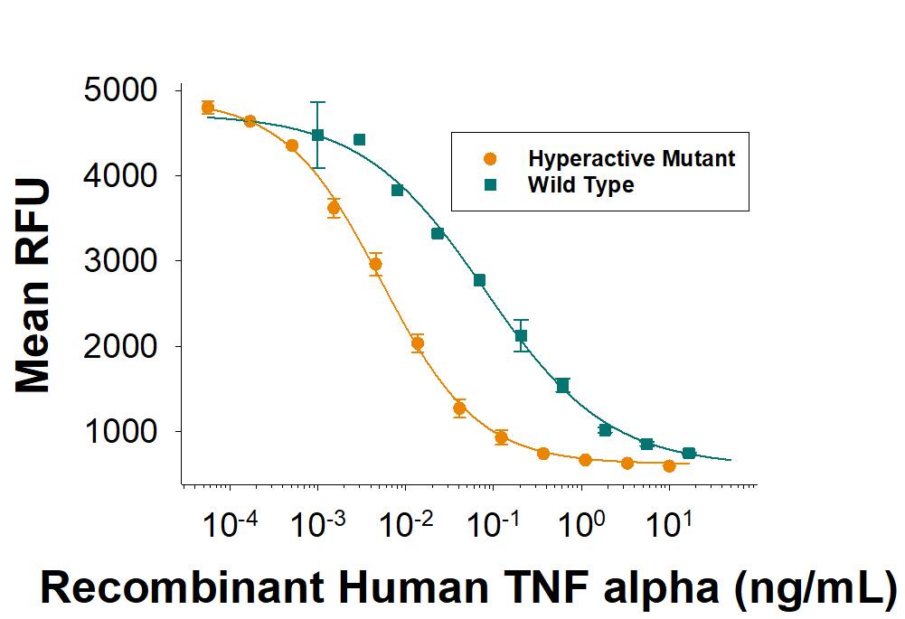 Recombinant Human TNF-alpha Hyperactive Mutant (Catalog # 8599-TA) induces cytotoxicity in the L-929 mouse fibroblast cell line in the presence of the metabolic inhibitor actinomycin D. The ED50 for this effect is 2.5-12.5 pg/mL. This is an approximate 10-fold activity increase over the wild-type TNF-alpha (Catalog # 210-TA).