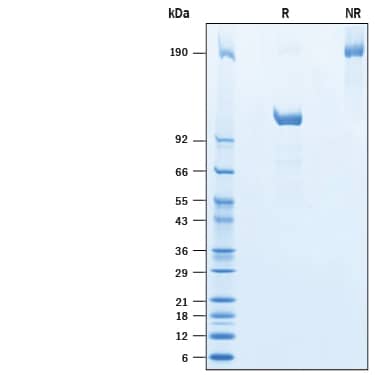SDS-Page TfR2 [Unconjugated]