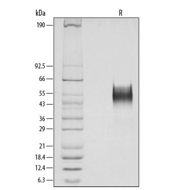 1 µg/lane of Recombinant Human Thrombopoietin was resolved with SDS-PAGE under reducing (R) conditions and visualized by silver staining, showing major bands at 43-60 kDa.