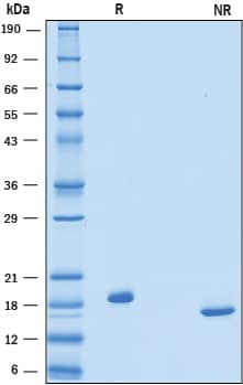 2 μg/lane of Recombinant Human Thrombopoietin/Tpo was resolved with SDS-PAGE under reducing (R) and non-reducing (NR) conditions and visualized by Coomassie® Blue staining, showing bands at 19 kDa and 18 kDa, respectively.