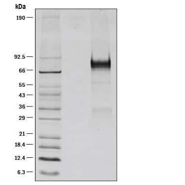 1 μg/lane of Recombinant Mouse Thrombopoietin/Tpo was resolved with SDS-PAGE under reducing (R) conditions and visualized by silver staining, showing a band at 80-90 kDa.
