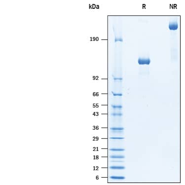 2 μg/lane of Recombinant Cynomolgus Monkey Tie-2 Fc Chimera (Catalog # 10376-T2) was resolved with SDS-PAGE under reducing (R) and non-reducing (NR) conditions and visualized by Coomassie® Blue staining, showing bands at 118-132 kDa and 220 - 250 kDa, respectively.