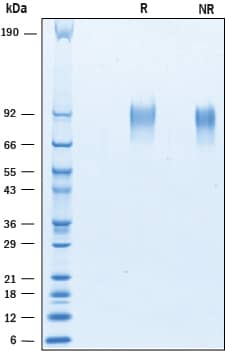 2 μg/lane of Recombinant Human TrkA was resolved with SDS-PAGE under reducing (R) and non-reducing (NR) conditions and visualized by Coomassie® blue staining, showing bands at 86-100 kDa.