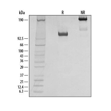 1 μg/lane of Recombinant Human TrkB Fc Chimera was resolved with SDS-PAGE under reducing (R) and non-reducing (NR) conditions and visualized by silver staining, showing single bands at 120 kDa and 200 kDa, respectively .