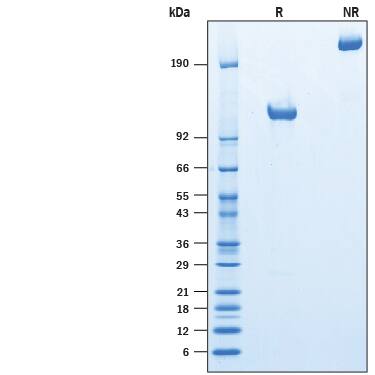 2 μg/lane of Recombinant Mouse TrkC Fc Chimera (Catalog # 10267-TC) was resolved with SDS-PAGE under reducing (R) and non-reducing (NR) conditions and visualized by Coomassie® Blue staining, showing bands at 100-125 kDa and 200-250 kDa, respectively.